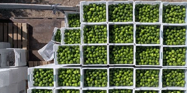 Dalında satıldı! İlk ürünler o ülkelere gidiyor...