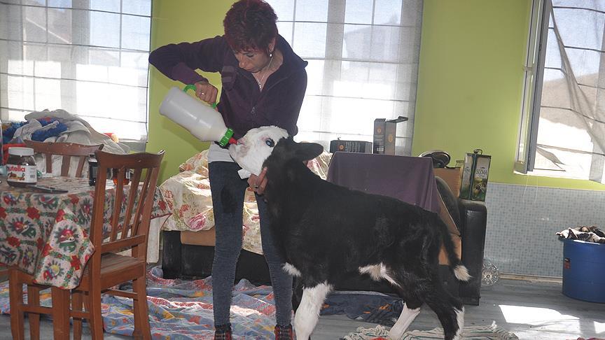Damağı yarık buzağıyı biberonla besliyor