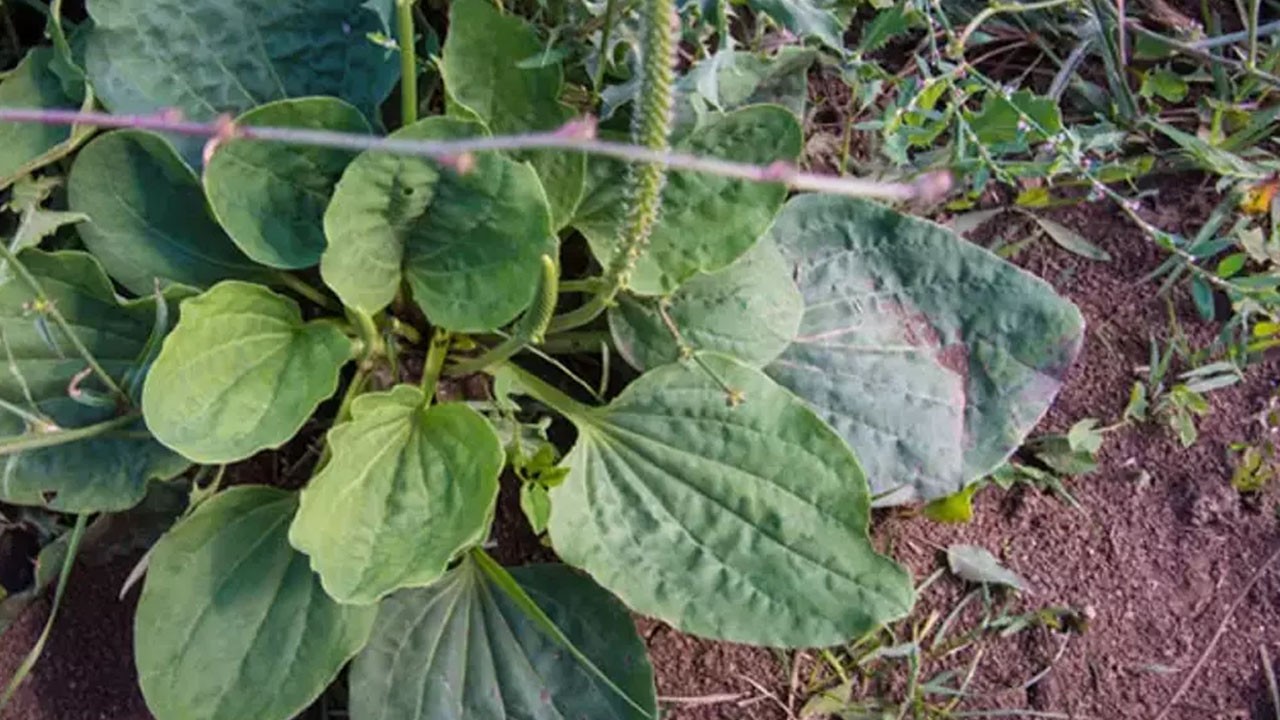 Damar otu nedir? Damar otunun faydaları say say bitmiyor!