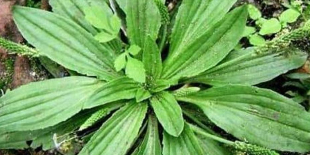 Damar otu nedir? Damar otunun faydaları ne bilelim... Herkes tanık oldu, şifa yağıyor! Duyan yapacak