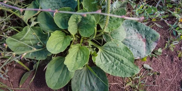 Damar otu nedir? Damar otunun faydaları şok etti: Say say bitmiyor!