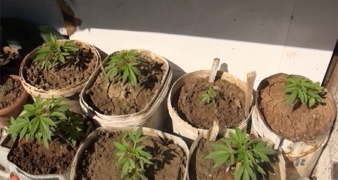 Damda Hint keneviri bahçesi