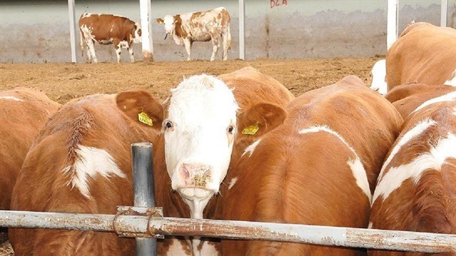 Damızlık düve desteğinde yaş şartı değişti