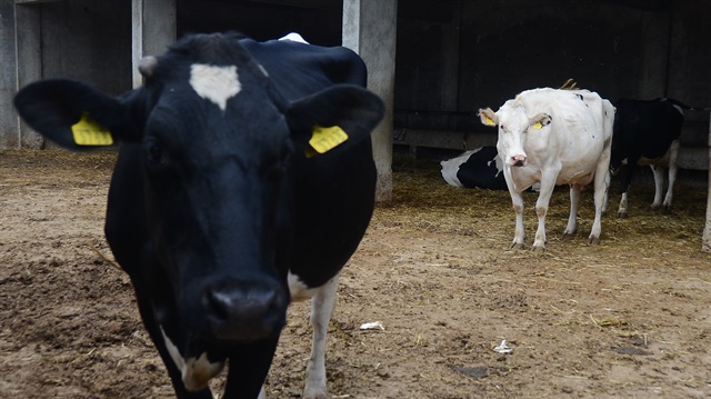 Damızlık düve yetiştiriciliğine hibe