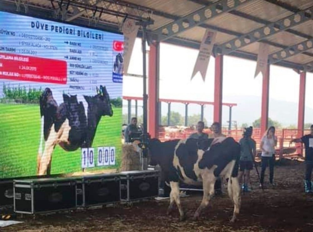 Damızlık düvelerin açık artırımla satışları devam ediyor 