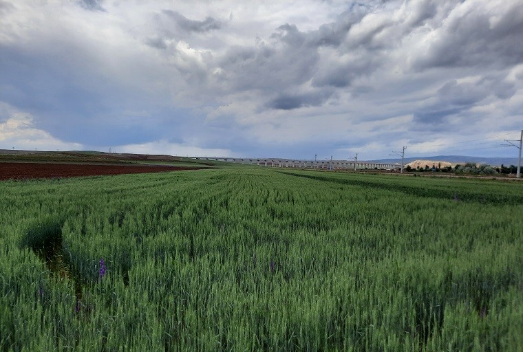 Damla sulama ile verim artacak