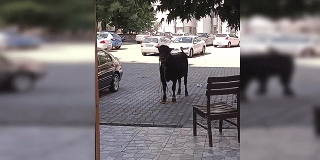Dana kaçtı sahibi kovaladı! Kurban Bayramı'nda yine aynı manzara