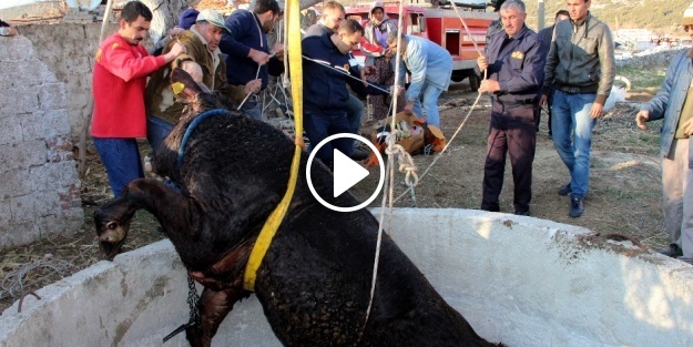 Dana kurtarma operasyonu kameraya böyle yansıdı...