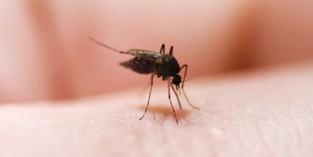 Dang humması can almaya devam ediyor: 416 ölü!