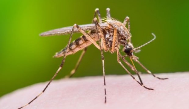 Dang humması Malezya'da 162 kişiyi öldürdü