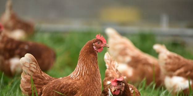 Danimarka'da kuş gribi! 50 bin tavuk itlaf edilecek