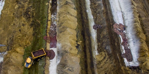 Danimarka'da mutasyon gerekçesiyle öldürülen binlerce vizon toprağın altından yüzeye çıktı
