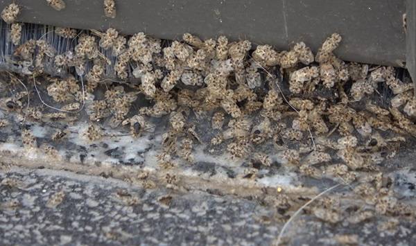 Dantel böceği nedir? Dantel böceği tehlikeli mi?