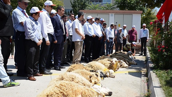 Darbe girişimi püskürtüldüğü için şükür kurbanı kestiler