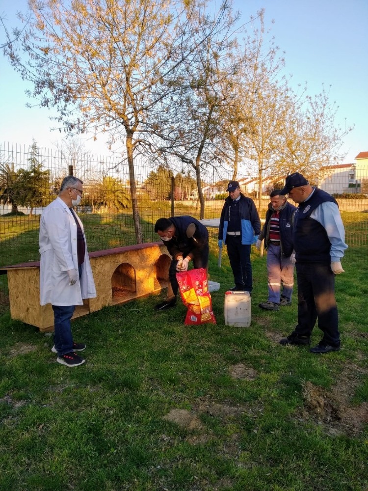 Darıca Belediyesi, sokak hayvanlarını unutmadı 