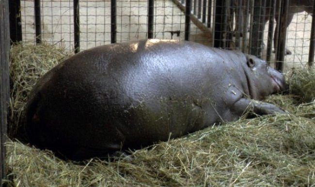 Darıca'da ikiz yavru bekleniyor