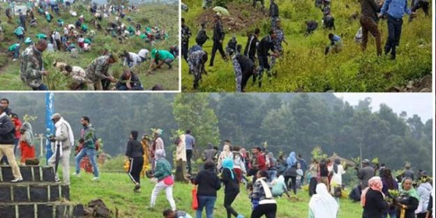 Darısı başımıza... Etiyopya, tüm ülkede ağaç seferberliği başlatarak 12 saatte 566 milyon fidan dikerek rekor kırdı!