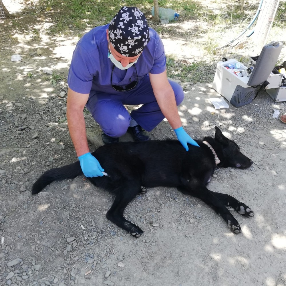 Darp edilen köpek tedavi altına alındı 