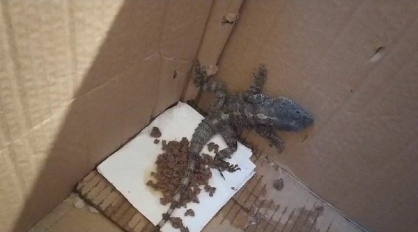 'Davetsiz misafir' az daha donuyordu