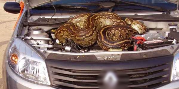 Davetsiz misafirler - FOTO