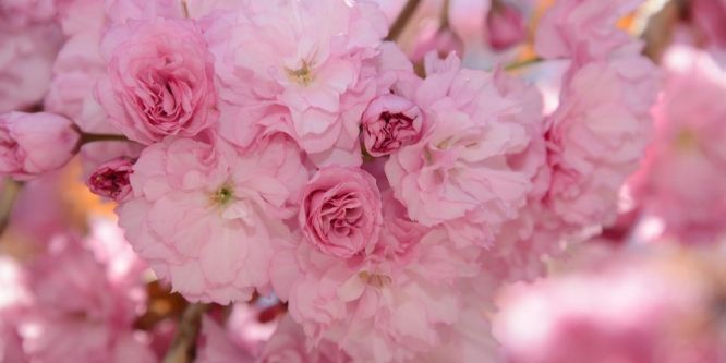 Konya’da sakuralar şehre renk katıyor