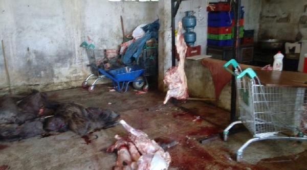 Aydın’da 5 ton kaçak domuz eti yakalandı