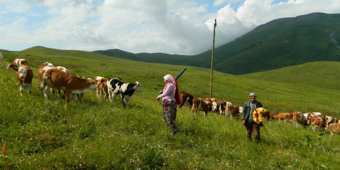 Posof’ta çoban bulamıyorlar
