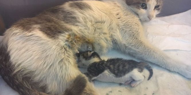 Hamile kedi için seferber oldular