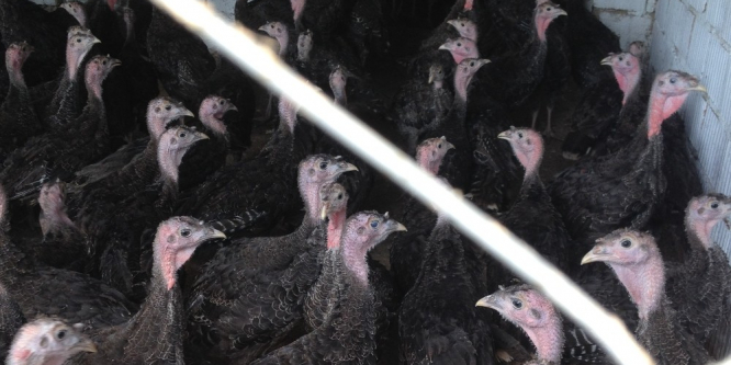 2 kadına 400 hindi palazı verildi