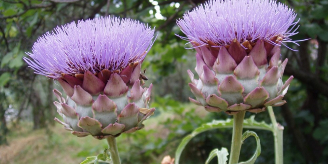 Karaciğere faydalı olan bitkiler