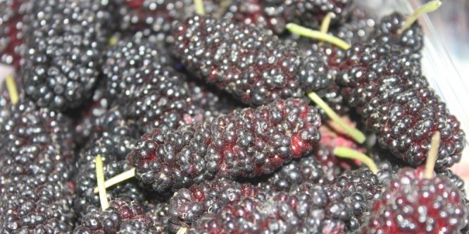 Yaz meyveleri tezgaha indi