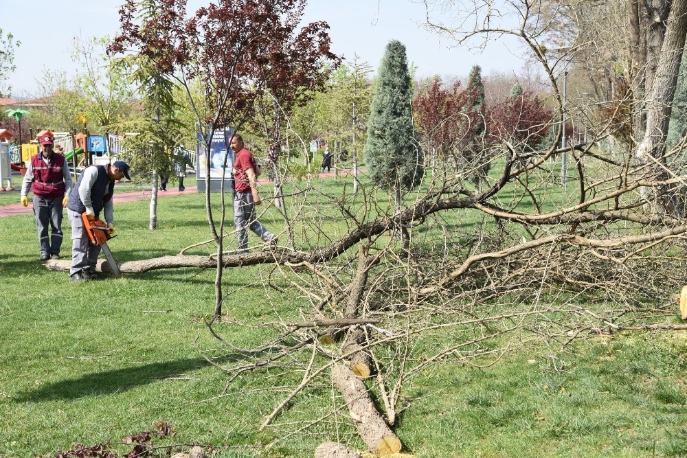 Dede Korkut Parkı’nda bakım ve budama çalışmaları 