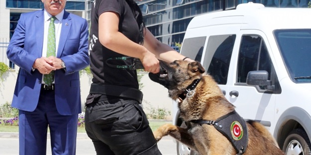 Dedektör köpeklere rakip geliyor