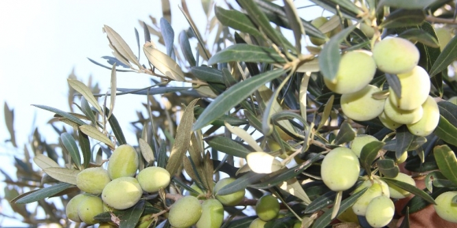Zeytinyağı fiyatlarında artış olmadı