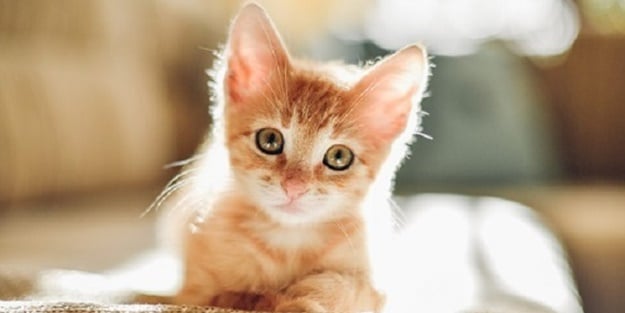 Define avcılarının açtığı kuyuya düşen kedi kurtarıldı!