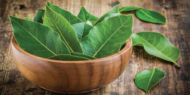 Defne yaprağı faydaları nelerdir? Defne yaprağının mucizevi faydaları