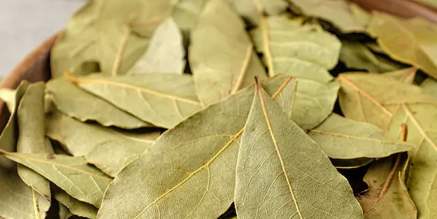 Defne yaprağı mantara iyi geliyor! İlaç yerine alın!