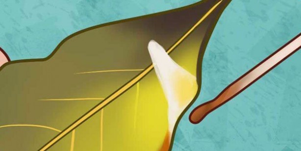 Defne yaprağını yakıp 10 dakika bekleyince çok şaşıracaksınız: Uygulanan 11 alışkanlık! Akdeniz’in gizli şifa kaynağı!