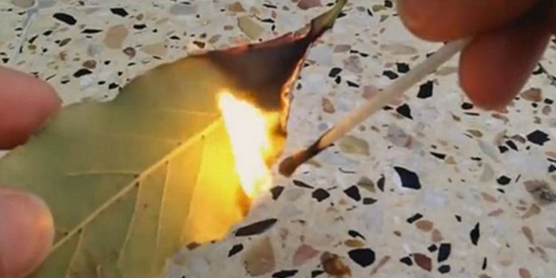 Defne yaprağını yakıp 10 dk bekleyin