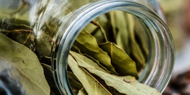 Defne yaprağının faydaları nelerdir? Talep yağıyor, resmen sağlık hizmeti veriyor: Bu yaprağı kıyafetin cebine koyunca...