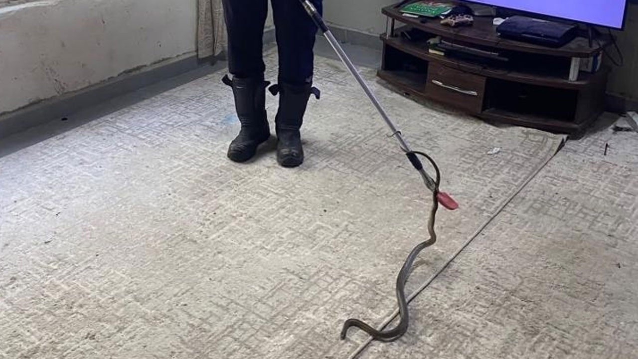 Defne’de eve giren yılan korkuttu
