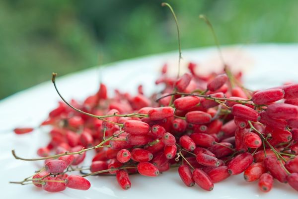 Değerini Ruslar biliyor! Doğanın hediyesi: 7 saatte toplanan bu meyve bedava antikor üretiyor!