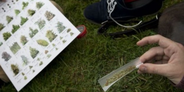 Değerlerine sahip çıkmak için esrar ektiler