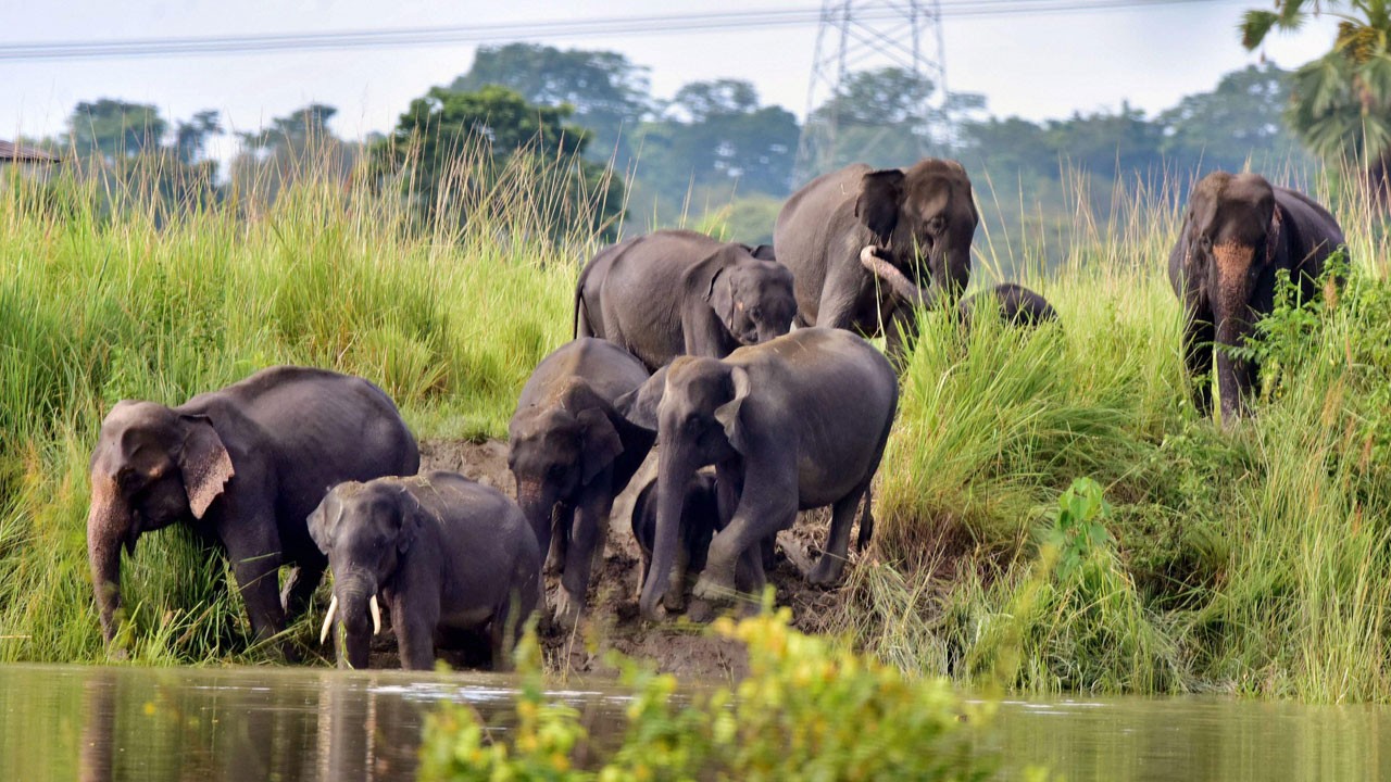 Dehşet anları! Fil saldırısı 5 can aldı