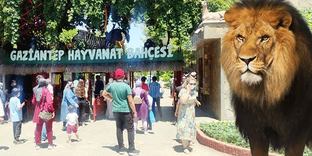 Dehşet anları! Gaziantep Hayvanat Bahçesi'nde aslan kaçtı: Yaralılar var