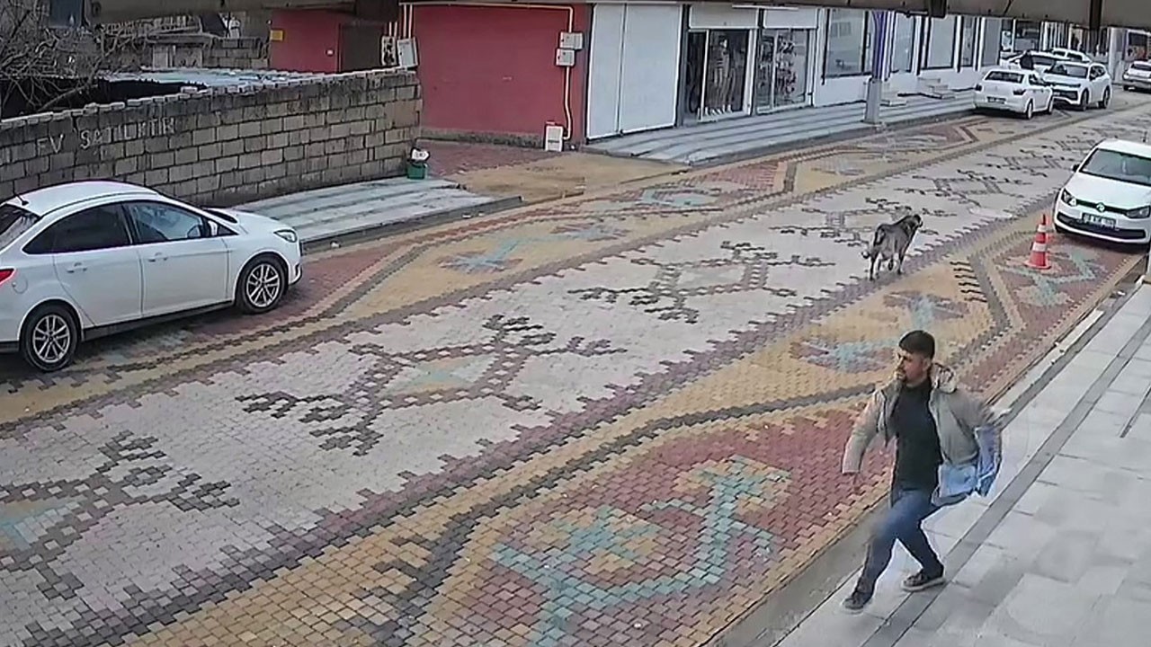 Dehşet anları kamerada! Sokak köpeklerinin saldırdığı çocuğu esnaf kurtardı