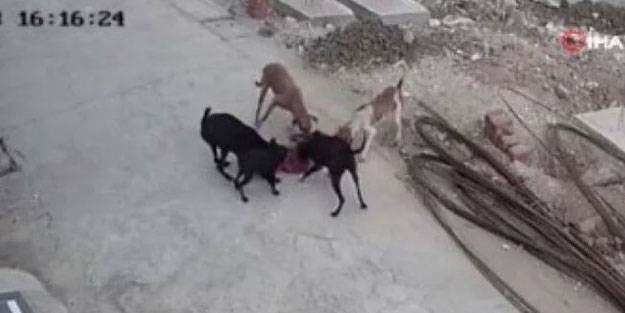 Dehşet anları kameraya yansıdı! Sokak köpekleri 4 yaşındaki çocuğa saldırdı