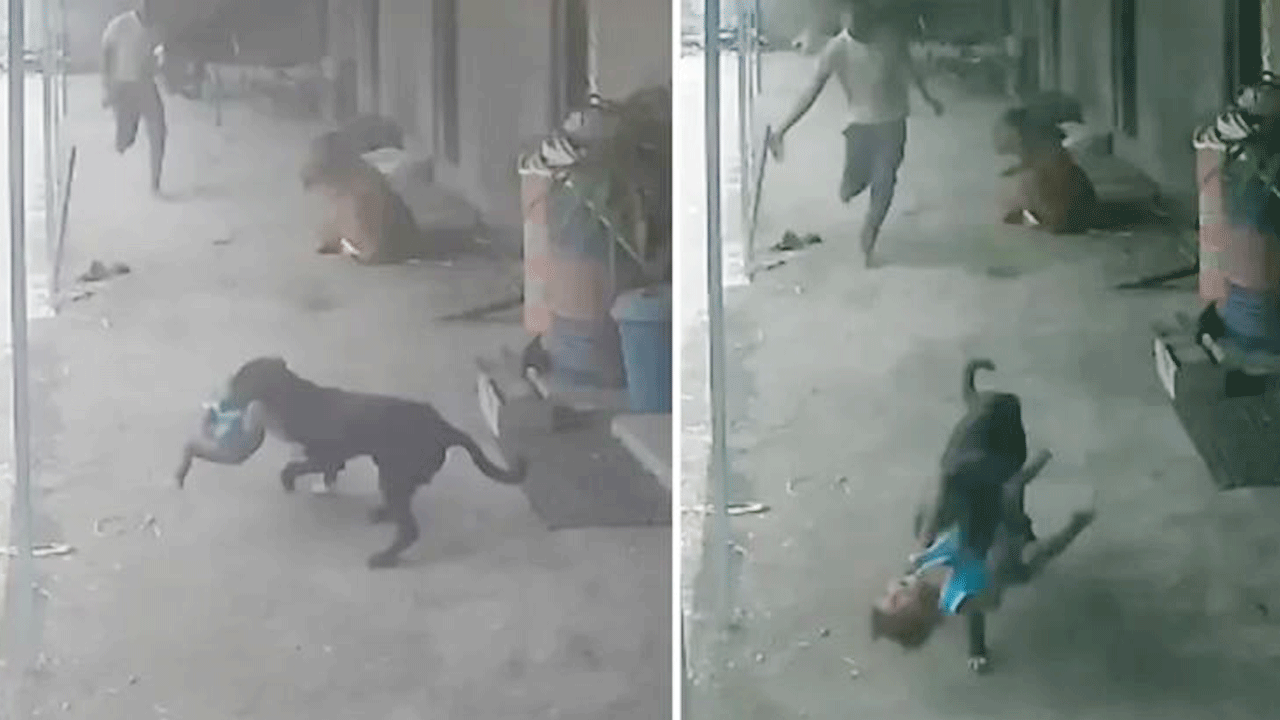 Dehşet anları! Sokak köpeği çocuğu ağzına alıp kaçırmaya çalıştı, babası son anda çekip kurtardı