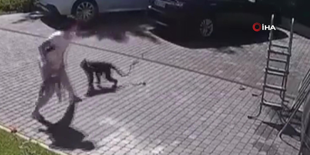 Dehşet kamerada! Savaştan kaçan küçük çocuğa maymun saldırdı