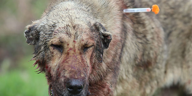 Dehşet! Sokak köpeği önce çocuğu ısırdı ardından bir başka köpeği boğdu